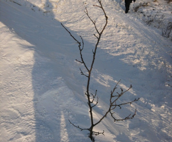 Aktuality / Snehová kalamita 2012