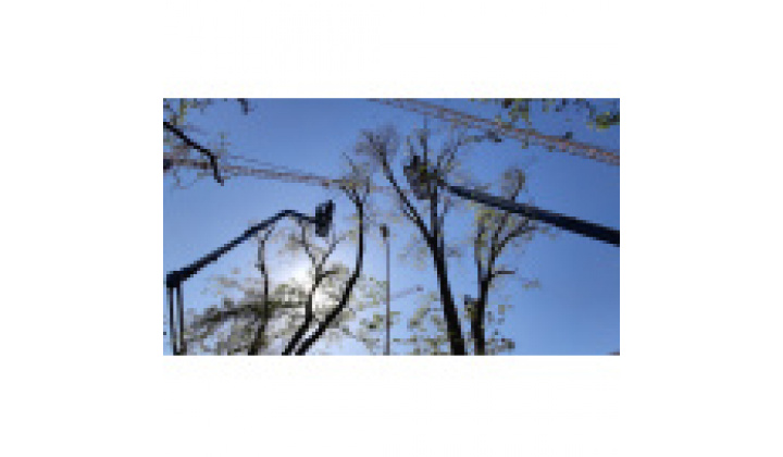 Oznámenie o plánovanom výrube drevín/krovitých porastov