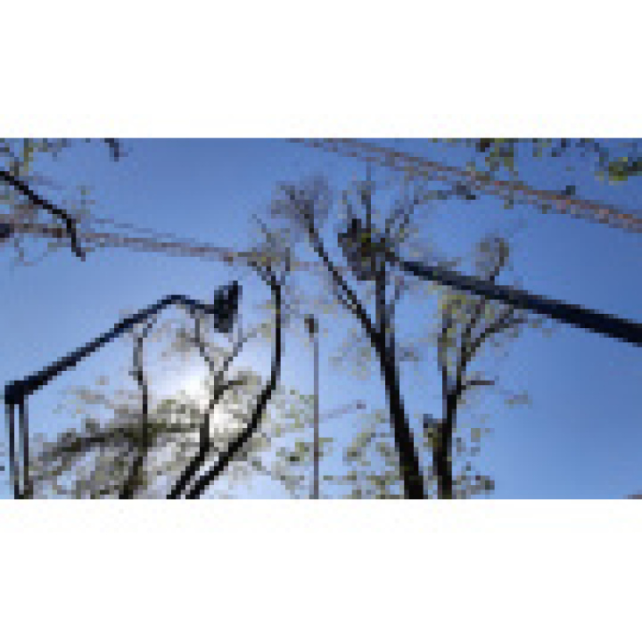 Oznámenie o plánovanom výrube drevín/krovitých porastov